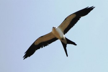 split tail kite bird
